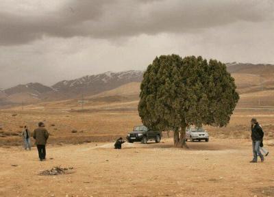 اما و اگرهای نصب مجسمه یک کارگردان ، تک درخت معروف کیارستمی کجاست؟