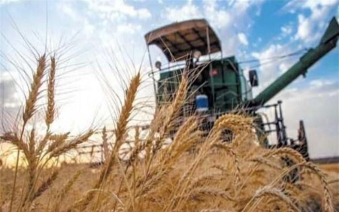 افزایش 23 درصدی تولید بذر گندم در کشور