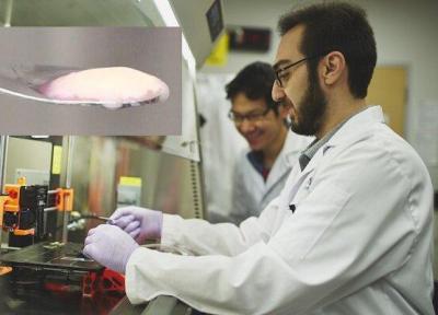 دستاورد محقق ایرانی برای افزایش کیفیت گوشت های آزمایشگاهی