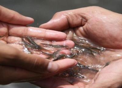 78 هزار قطعه بچه ماهی در استخرهای سیب و سوران سیستان و بلوچستان رها سازی شد